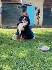 Bovaro bernese