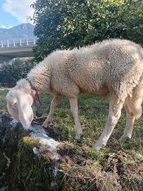 agnellone bergamasco puro 