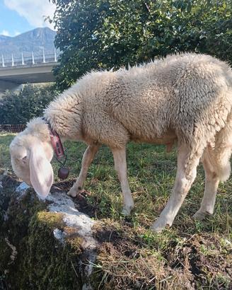 agnellone bergamasco puro 