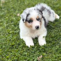 Cuccioli Pastore Australiano pedigree Enci