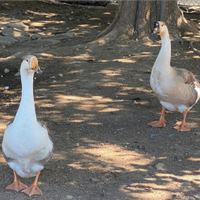 Oche del campidoglio