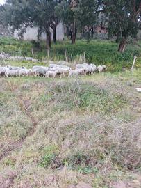 Agnelli incrocio il de france