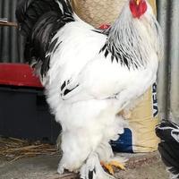 Galli Galline Brahma e Uova