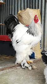 Galli Galline Brahma e Uova