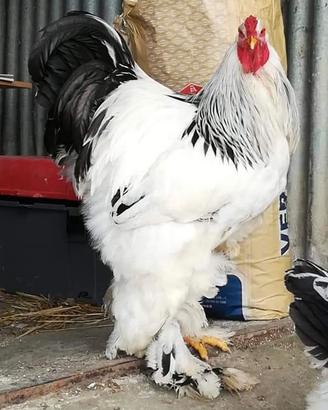 Galli Galline Brahma e Uova