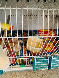 Coppia di diamante papagallo