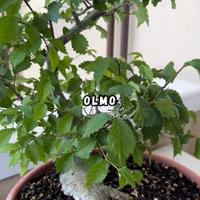 Olmo bonsai per neofiti