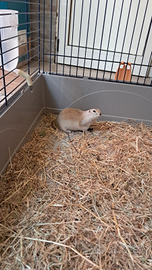 Citello