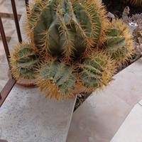 pianta grassa da giardino 