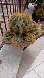 pianta grassa da giardino 
