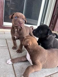 Cuccioli simil pitt