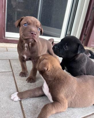 Cuccioli simil pitt