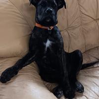 Cane corso