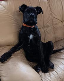 Cane corso