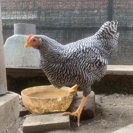 Amrock, Australorp, Olive egger