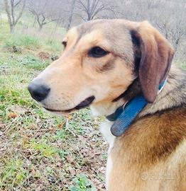 Puma mix Segugia di 3 anni, è ora di Adozione