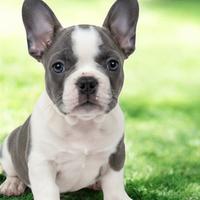 Bulldog francese