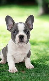 Bulldog francese