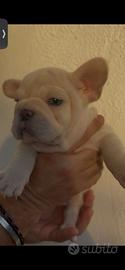 bouldogue francese