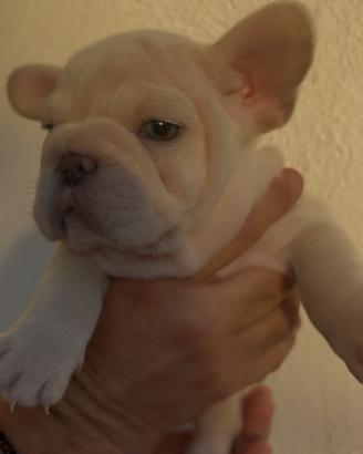 bouldogue francese