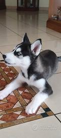 Cucciola di Husky