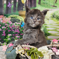 Maine Coon Maschio Blue Smoke LINEE TOP