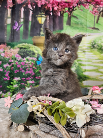 Maine Coon Maschio Blue Smoke LINEE TOP