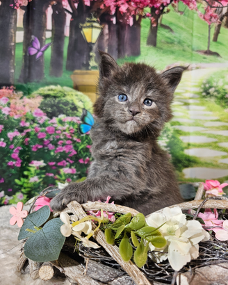 Maine Coon Maschio Blue Smoke LINEE TOP