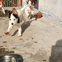 Regalarsi cuccioli incrocio con Setter