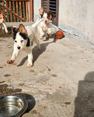 Regalarsi cuccioli incrocio con Setter