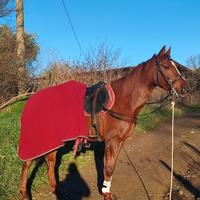 Cavallo
