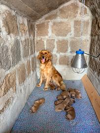 Golden Retriever