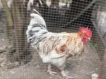 Coppia Marans