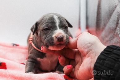 American pitbull terrier