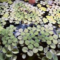 Salvinia Natans Piante Acquario galleggiante