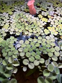 Salvinia Natans Piante Acquario galleggiante