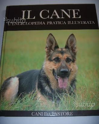 Cani da pastore