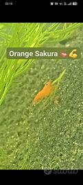 Orange Sakura 