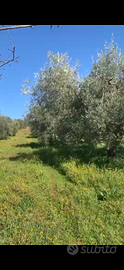 Terreno coltivato ad olivo