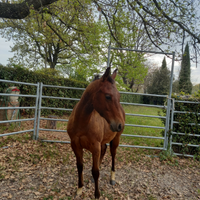 Quarter horse