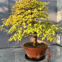 Acero Buergerianum