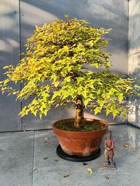 Acero Buergerianum