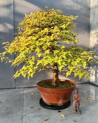 Acero Buergerianum
