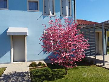 Casa singola vicino a Este