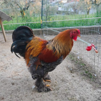 Gallo brahma