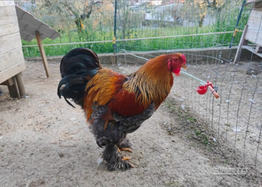 Gallo brahma