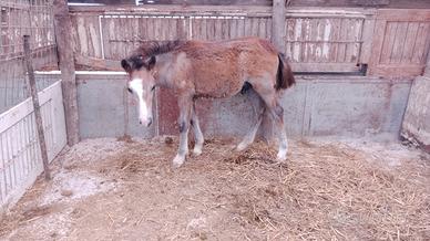Pony