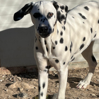 Dalmata A Rimborso Spese