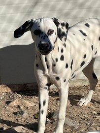 Dalmata A Rimborso Spese