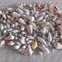 Set conchiglie marine